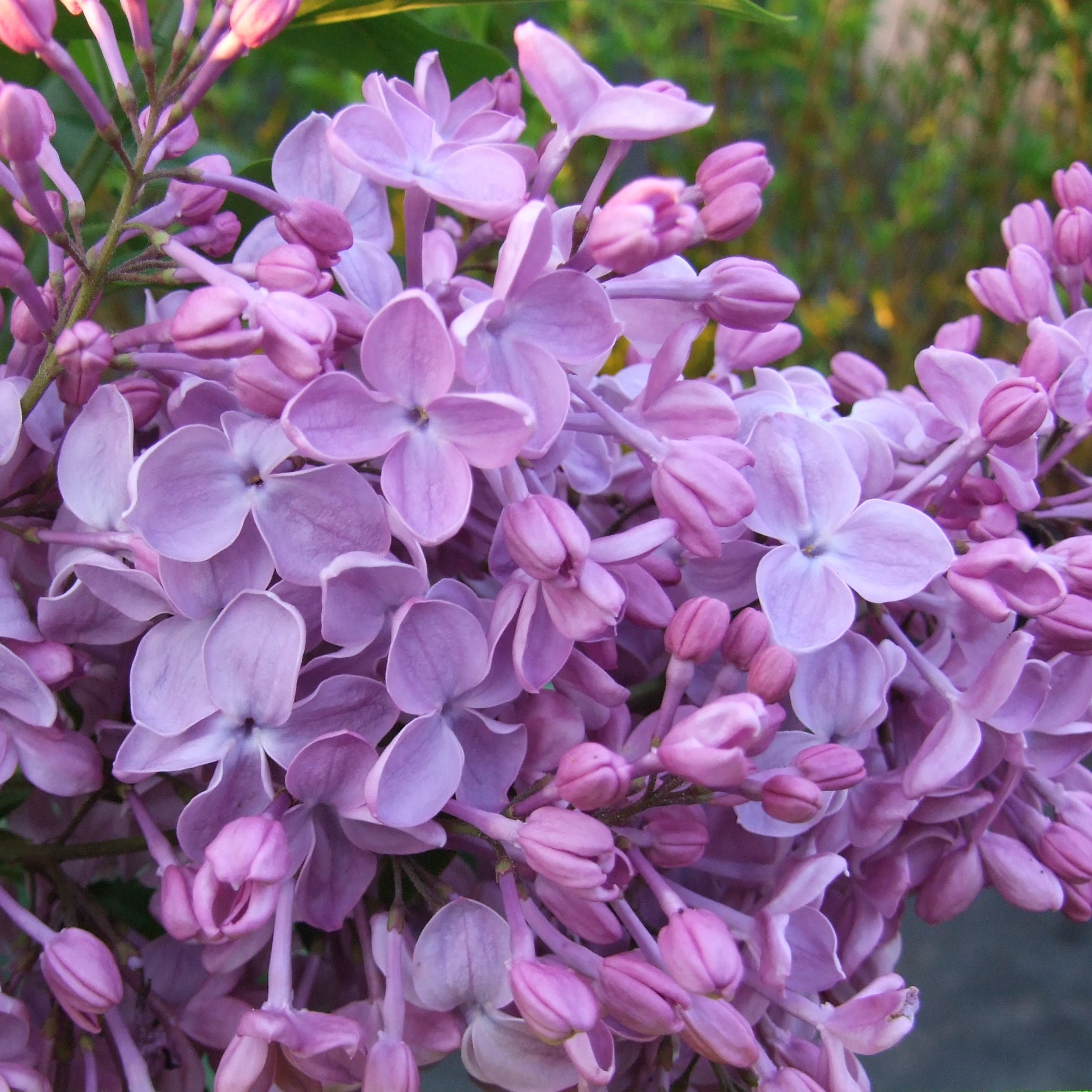 Сирень гиацинтовая Зина